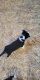 Border Collie Puppies for sale in New London, MN, USA. price: $750