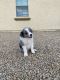 Border Collie Puppies for sale in Avondale, AZ, USA. price: $800