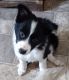 Border Collie Puppies for sale in Hemlock, NY 14466, USA. price: $500