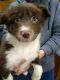 Border Collie Puppies for sale in Mason, MI 48854, USA. price: $425