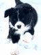 Border Collie Puppies for sale in Roberts, ID 83444, USA. price: $800