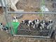 Border Collie Puppies for sale in Toppenish, WA 98948, USA. price: NA
