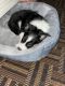Border Collie Puppies for sale in Rochester, IN 46975, USA. price: NA
