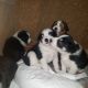 Border Collie Puppies for sale in 4018 Mt Laurel, San Antonio, TX 78240, USA. price: NA