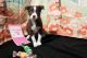 Border Collie Puppies for sale in Clear Spring, MD 21722, USA. price: $800