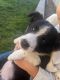 Border Collie Puppies for sale in Queen Creek, AZ, USA. price: $100