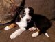 Border Collie Puppies for sale in Wheatland, WY 82201, USA. price: $350
