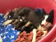 Border Collie Puppies for sale in Okeechobee, FL, USA. price: $600