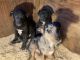 Border Collie Puppies for sale in Eatonville, WA 98328, USA. price: NA