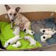 Border Collie Puppies for sale in Spokane, WA, USA. price: NA