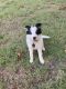 Border Collie Puppies for sale in Kyle, TX, USA. price: $550