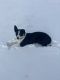 Border Collie Puppies for sale in 360 Co Rd 102, Granite, WY 82059, USA. price: $1,000