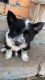 Border Collie Puppies for sale in Brush, CO 80723, USA. price: NA