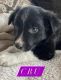 Border Collie Puppies for sale in Big Sandy, MT 59520, USA. price: NA