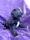 Border Collie Puppies for sale in 552 E 2000 Ave, Vandalia, IL 62471, USA. price: NA