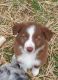 Border Collie Puppies for sale in Portland, TN 37148, USA. price: NA