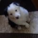 Border Collie Puppies for sale in Prairie du Chien, WI 53821, USA. price: $500