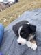 Border Collie Puppies for sale in Gooding, ID 83330, USA. price: NA