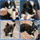 Border Collie Puppies for sale in Okeechobee, FL, USA. price: $675