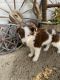 Border Collie Puppies for sale in Westmorland, CA, USA. price: NA