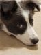 Border Collie Puppies for sale in New Providence, NJ 07974, USA. price: $1,500