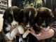 Border Collie Puppies for sale in Tekoa, WA 99033, USA. price: NA