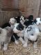 Border Collie Puppies for sale in Sioux City, IA, USA. price: NA