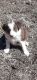 Border Collie Puppies for sale in Hoyt, KS 66440, USA. price: NA