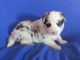 Border Collie Puppies for sale in Granville Summit, PA 16926, USA. price: NA
