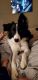 Border Collie Puppies for sale in Hoschton, GA 30548, USA. price: NA