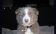 Border Collie Puppies for sale in Aliso Viejo, CA, USA. price: NA