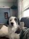 Border Collie Puppies for sale in Amherst, OH, USA. price: NA