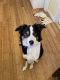 Border Collie Puppies for sale in Beech Grove, IN, USA. price: NA
