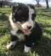 Border Collie Puppies for sale in Stephenville, TX 76401, USA. price: $1,675