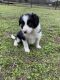Border Collie Puppies for sale in Owasso, OK, USA. price: NA
