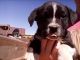 Border Collie Puppies for sale in PUERTA D LUNA, NM 88435, USA. price: $250