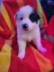 Border Collie Puppies for sale in Wilmington, MA 01887, USA. price: $75,000
