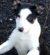 Border Collie Puppies for sale in Breezewood, PA, USA. price: NA