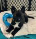 Border Collie Puppies for sale in Okeechobee, FL, USA. price: $550