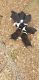 Border Collie Puppies for sale in Commerce, GA, USA. price: $300