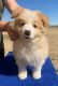 Border Collie Puppies for sale in 2927 E Via Terrano, Ontario, CA 91764, USA. price: $2,500