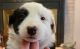 Border Collie Puppies for sale in Arden, NC 28704, USA. price: $45,000