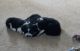 Border Collie Puppies for sale in Dandridge, TN, USA. price: $400
