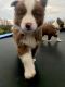 Border Collie Puppies for sale in Rogersville, MO 65742, USA. price: $750