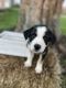 Border Collie Puppies for sale in St James, MO 65559, USA. price: $600