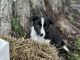 Border Collie Puppies for sale in St James, MO 65559, USA. price: $600
