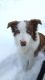 Border Collie Puppies for sale in Spurlockville, WV 25501, USA. price: $100