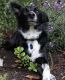 Border Collie Puppies for sale in Lynwood, CA, USA. price: NA