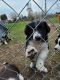 Border Collie Puppies for sale in Glenwood, WA 98619, USA. price: NA
