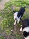 Border Collie Puppies for sale in Spiro, OK 74959, USA. price: $100